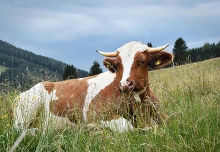 Rinder auf einer Wiese in Österreich