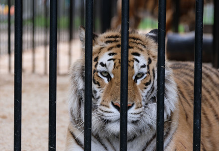 Interdire le commerce des tigres