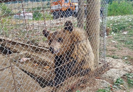 Un ourson en cage