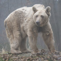 Brown bear Tom with light coloured fur in a foggy sorounding.