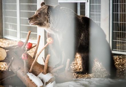 Bear Jambolina arrives at Arosa Bear Sanctuary