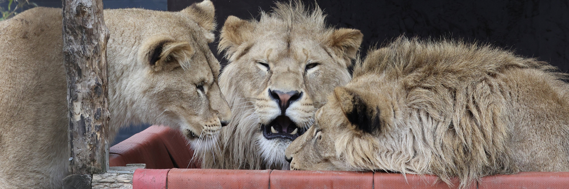 Lions Geena (left), Vincent (middle) and Roman (right)