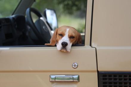 Beagle im Auto 