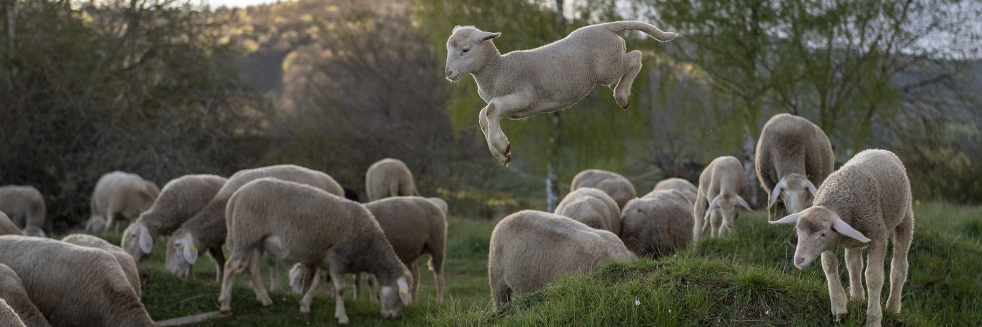 Lamb jumping a field