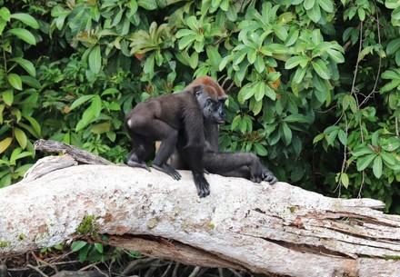 Two gorillas sitting on a fallen tree