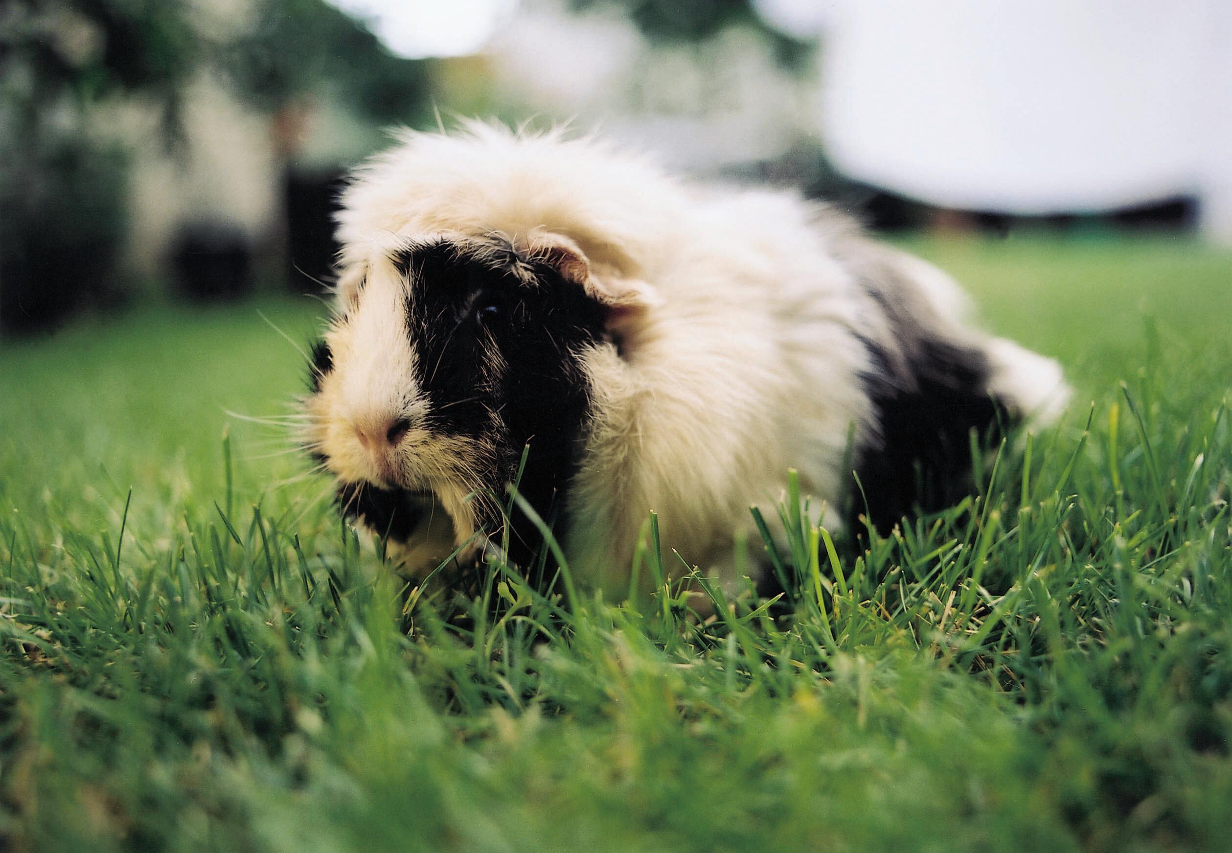 Protect Guinea Pigs from Summer Heat - FOUR PAWS International - Animal  Welfare Organisation