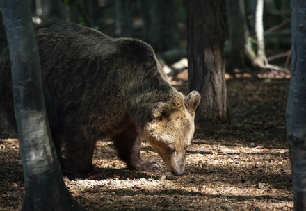 Bear at BEAR SANCTUARY Belitsa