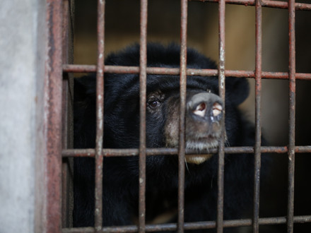 Bile Bear in Cage