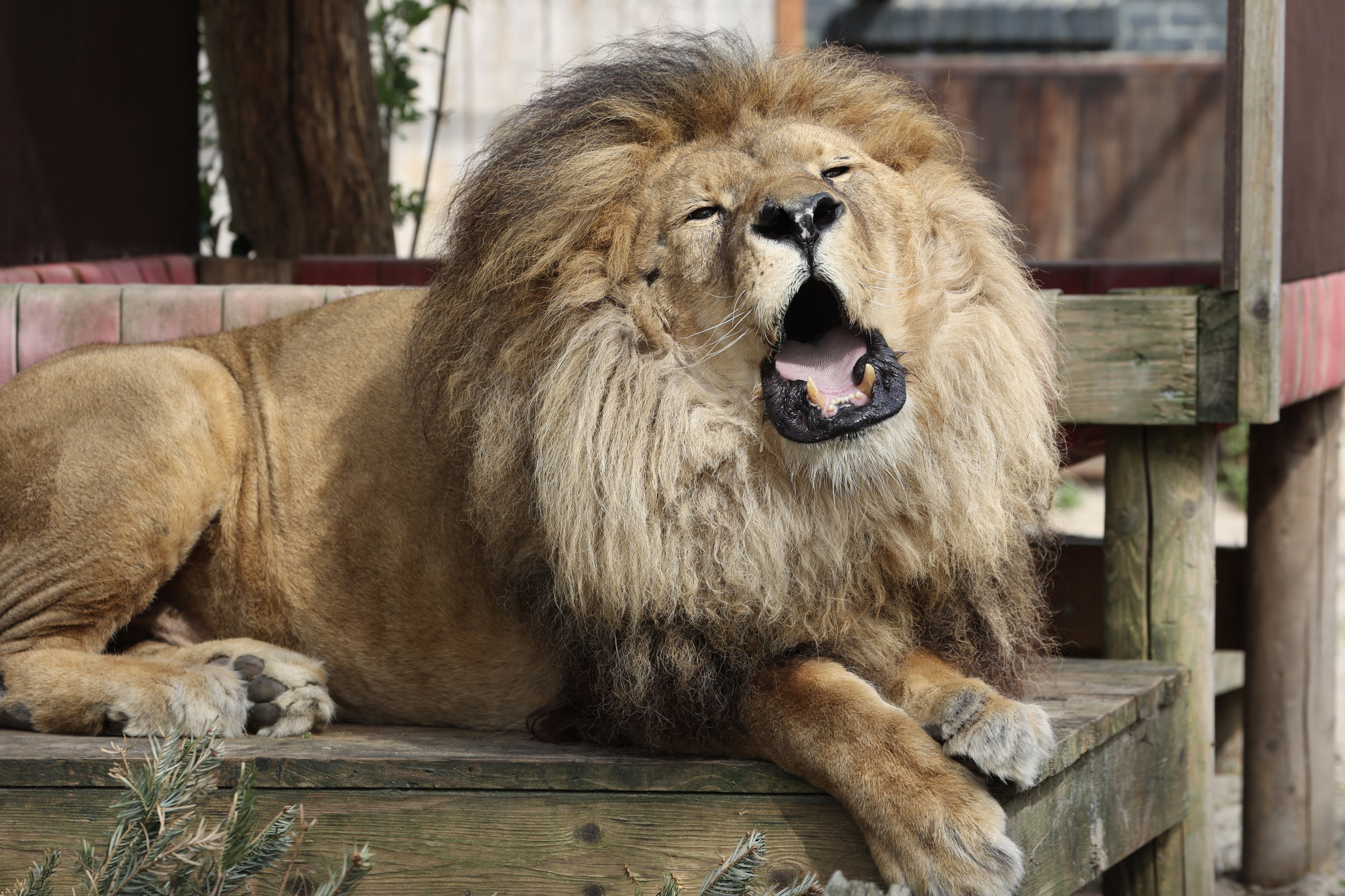 Lion Facts - Animal Charity - Animal Welfare Organisation - FOUR
