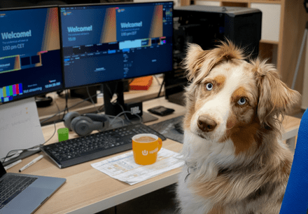 Dog in front of computers