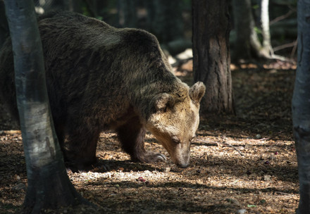 Bear at BEAR SANCTUARY Belitsa