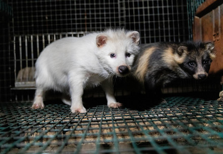 Raccoon dogs in a cage at a fur farm