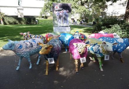 Schafe in Zürich