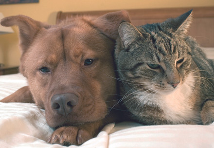 dog and cat resting