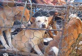 Einsatz gegen den Handel mit Hunde- und Katzenfleisch in Asien