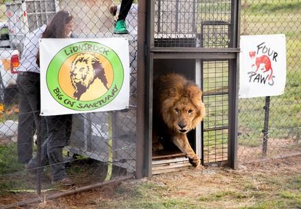 Geretteter Löwe erreicht das Grosskatzenschutzzentrum Lionsrock