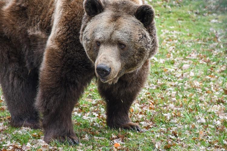 Brown bear Balou