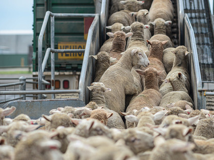 Schafe werden auf Transporter verladen