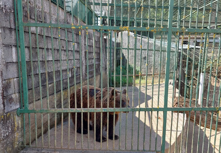 Bear Mascha shares a concrete cage with bear Felix.