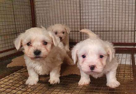 Puppies of the illegal puppy trade