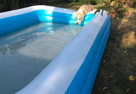 Dog with swimming pool