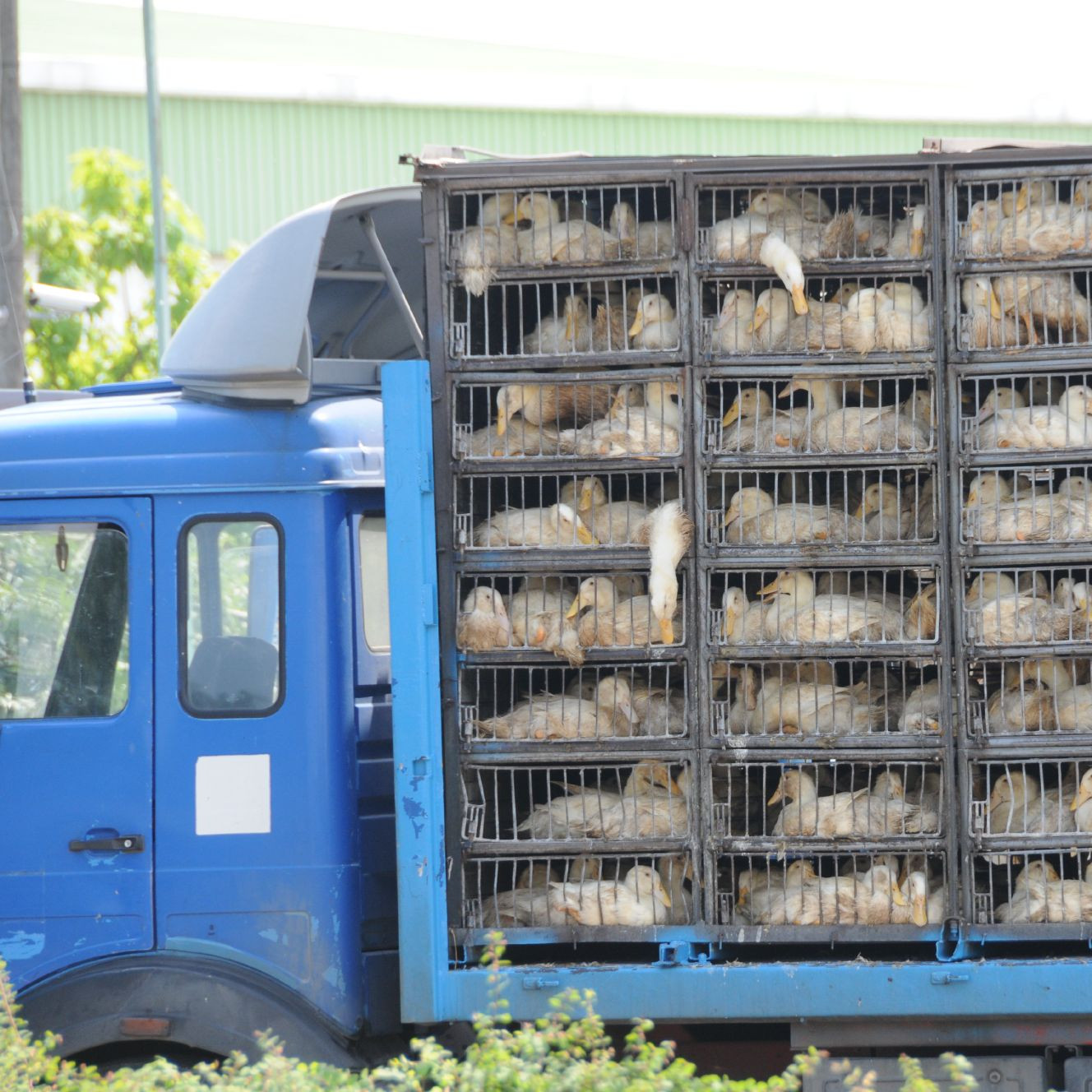 Transport truck full of ducks