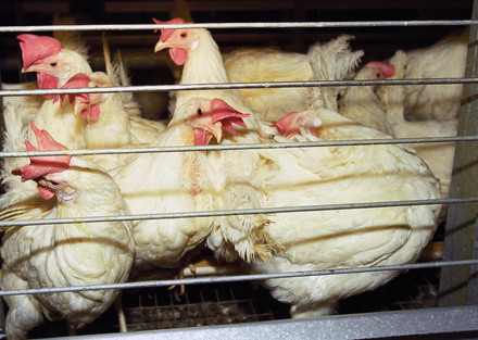 End the cage age for chickens