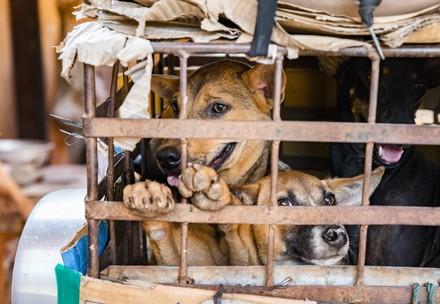 Hund in einem Käfig eingesperrt