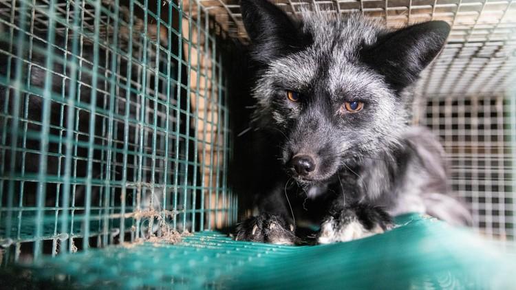 The Truth About Fur - FOUR PAWS International - Animal Welfare Organisation
