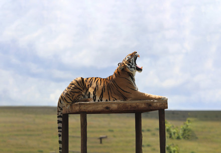 Tiger Shevar at LIONSROCK