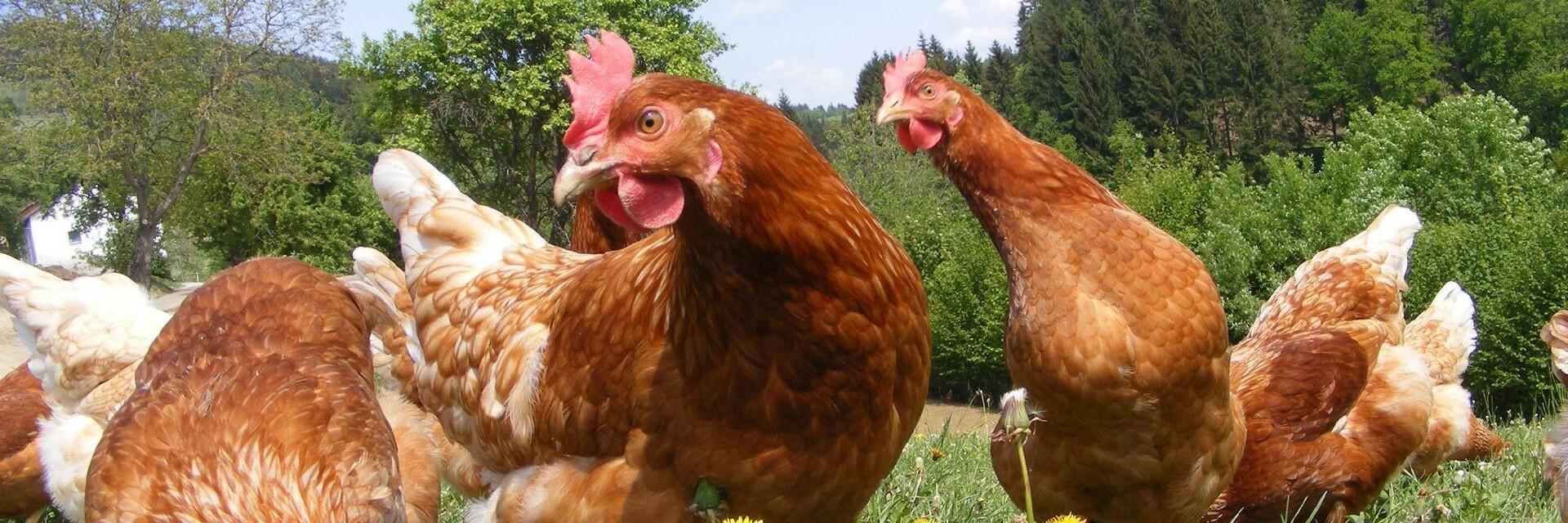 Happy hen 