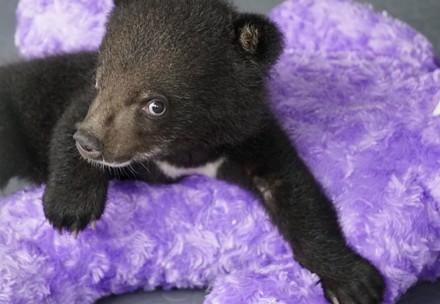 Rescue Bear Cubs Mochi, Nara and Nikko