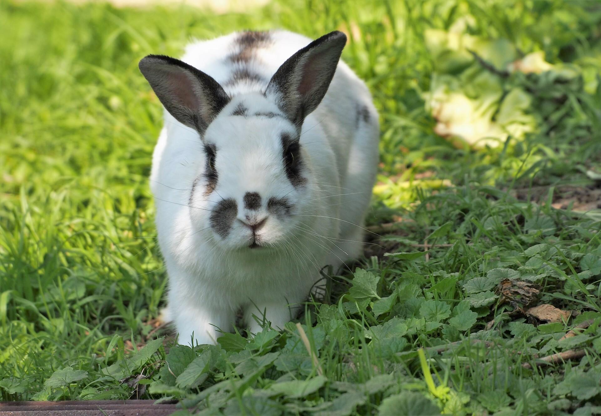 Rabbits as Pets - FOUR PAWS International - Animal Welfare Organisation