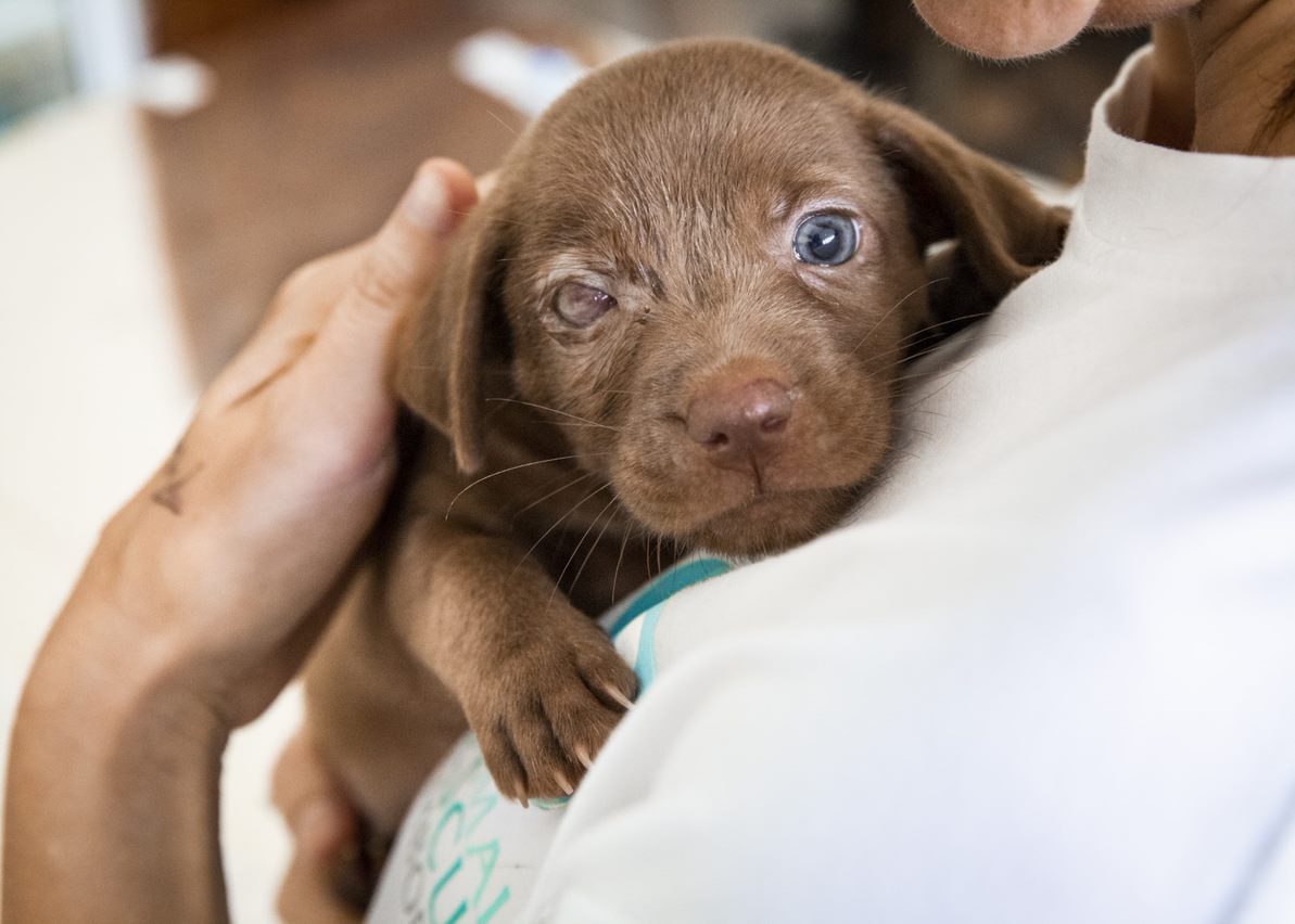 A brown puppy being held in the arms of a person