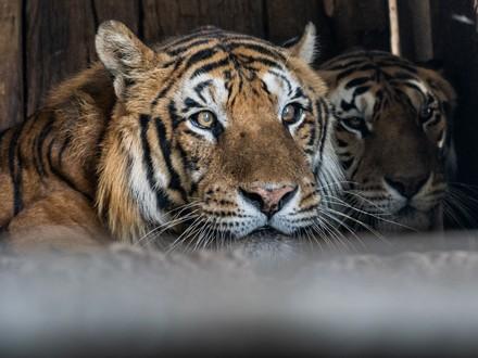 Tigers behind bars in Argentina