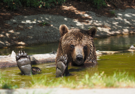 Bear in pond