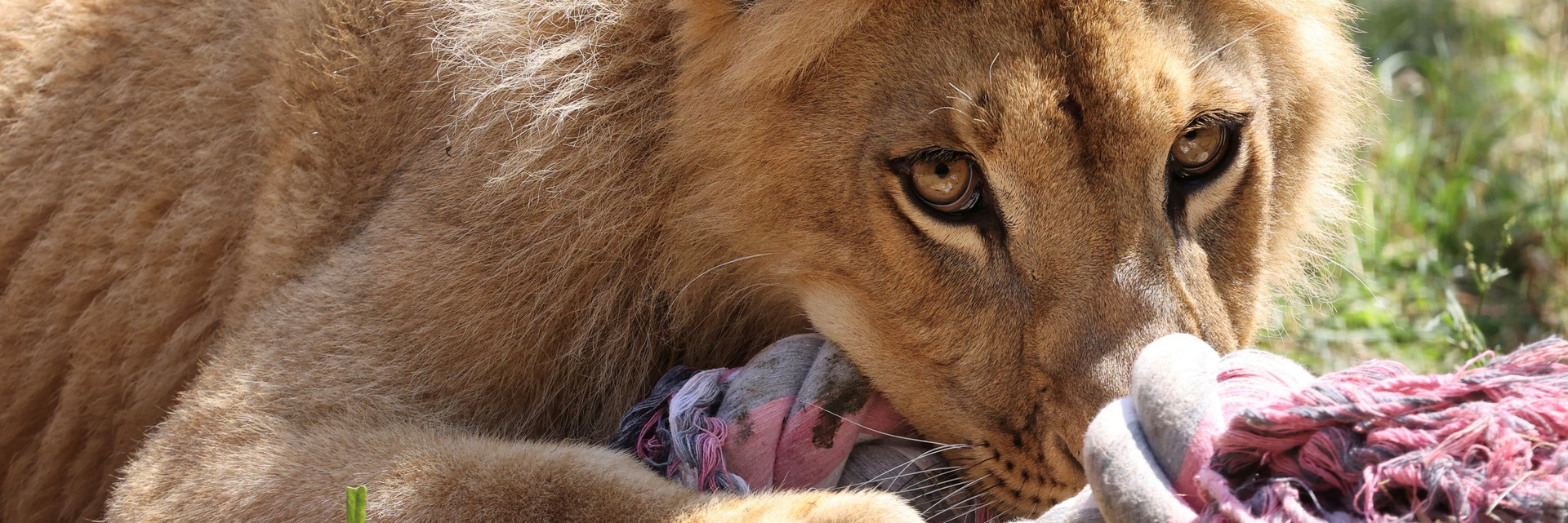 Lion cub Nikola
