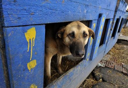 Streunerhund in Bulgarien