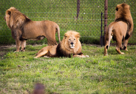 Lions at LIONSROCK