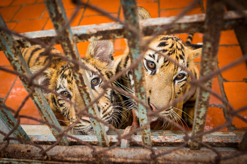Zwei junge Tiger in einem Käfig