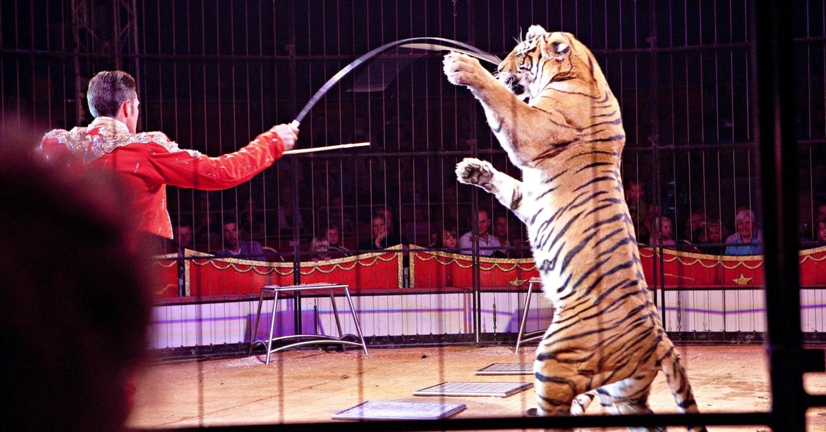Worldwide Bans on Wild Animals in Circuses - FOUR PAWS Australia - Animal  Welfare Charity