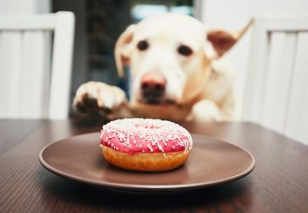 Hund schaut auf einen Donut