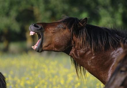 Laughing horse