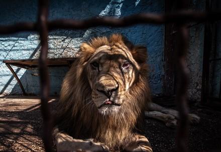 Löwe wird aus dem Safari Park Zoo gerettet