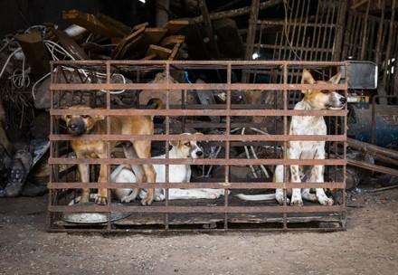 Honden in roestige kooien wachten tot ze gedood worden voor de handel in hondenvlees