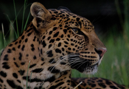 Leopard Bakari at LIONSROCK