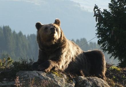 Bear at Arosa Bear Sanctuary 