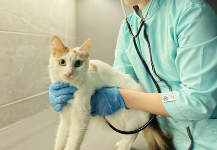 A cat being cared for by a veterinarian