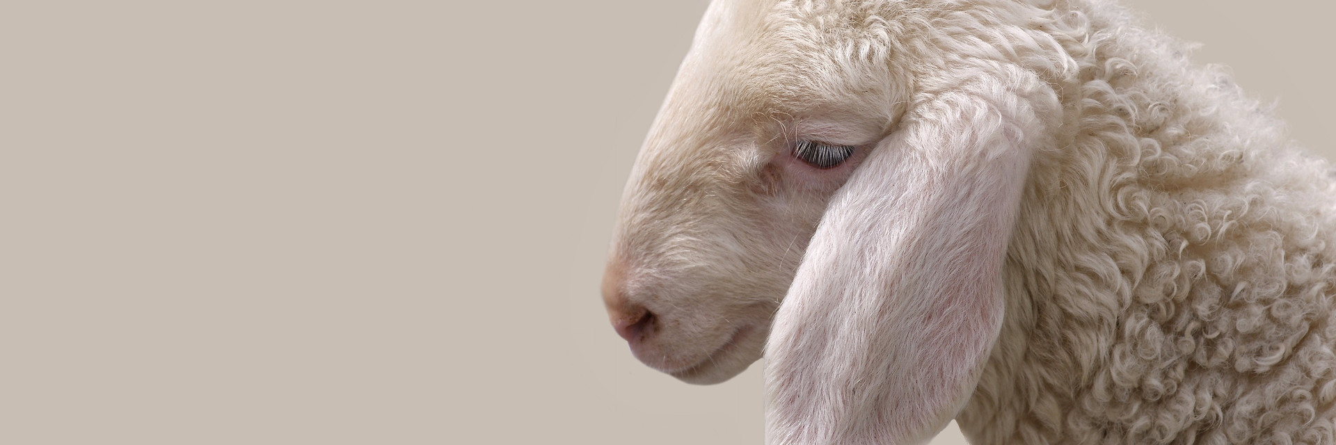 sad-looking lamb