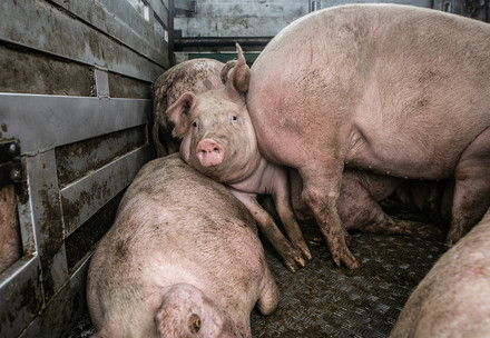 Pigs struggling to stand inside a transportation truck